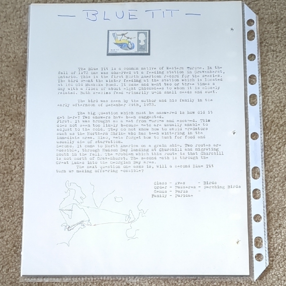 Bluetit Bird Study Stamp - Educational Nature Design